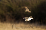   Short-eared Owl (Asio flammeus flammeus)